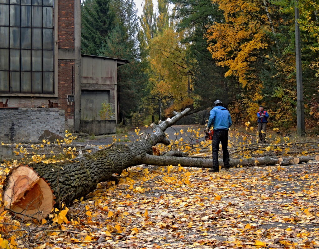 Kácení, č. 15